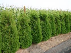 Baumschule Horstmann: Lebensbaum Columna/ Säulen-Lebensbaum, 60-80 cm, Thuja occidentalis Columna