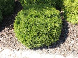 Baumschule Horstmann: Zwergiger Kugel-Lebensbaum, 25-30 cm, Thuja occidentalis Danica, Containerware