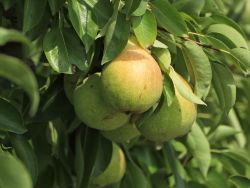 Säulenbirne `Saphira`, Pyrus communis `Saphira` Säulenbirne `Saphira`, Pyrus communis `Saphira`