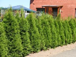 Lebensbaum `Smaragd`, 20-30 cm, Thuja occidentalis `Smaragd`, Topfballen