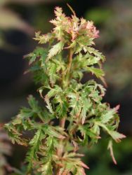 Fächerahorn `Felice`, Acer palmatum `Felice` Fächerahorn `Felice`, 30-40 cm, Acer palmatum `Felice`, Containerware