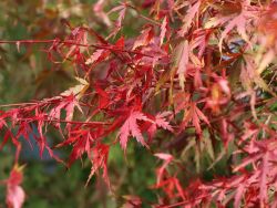 Fächer-Ahorn `Groundcover`, Acer palmatum `Groundcover`, Containerware Fächer-Ahorn `Groundcover`, 25-30 cm, Acer palmatum `Groundcover`, Containerware