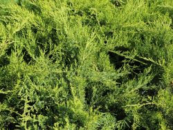 Strauchwacholder 'Mint Julep' / Gr�ner Strauchwacholder - Juniperus media 'Mint Julep'