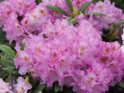 Rhododendron `Ernest Inman`, Rhododendron yakushimanum `Ernest Iman` Rhododendron `Ernest Inman`, Rhododendron yakushimanum `Ernest Iman`