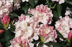 Rhododendron `Yaku Queen`, Rhododendron yakushimanum `Yaku Queen`