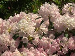 Rhododendron `Yaku Queen`, Rhododendron yakushimanum `Yaku Queen`