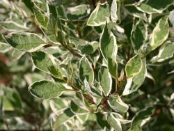 Wei�bunter Hartriegel   'Elegantissima' bzw. 'Argenteomarginata' - Cornus alba 'Elegantissima' alter Name 'Argenteomarginata'