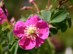 Hängefrucht-Rose / Alpen-Heckenrose, 40-60 cm, Rosa pendulina, Containerware