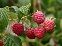 Gemeine Himbeere, Wildhimbeere, 60-100 cm, Rubus ideaus, Containerware