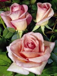Edelrose `Summer Lady` �, Rosa `Summer Lady` �, Containerrosen