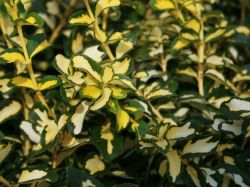 Kriechspindel 'Blondy'  � - Euonymus fortunei 'Blondy'  �