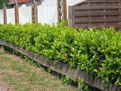 Kirschlorbeer / Lorbeerkirsche  `Rotundifolia`, 40-60 cm, Containerware