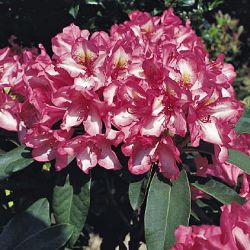 Rhododendron `Prinz Karneval` �, 25-30 cm, Containerware