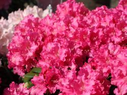 Rhododendron yakushimanum `Helgoland`, 25-30 cm, Containerpflanzen