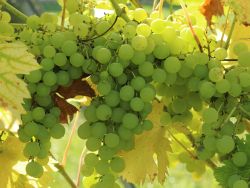 Weintraube 'M�ller-Thurgau' - Vitis 'M�ller-Thurgau'
