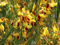 Edelginster `Andreanus Splendens`, 40-60 cm, Containerware