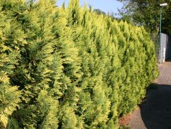 Gelbe S�ulenzypresse - Chamaecyparis laws.'Alumigold'