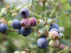Heidelbeere `Goldtraube`, 40-60 cm, Vaccinium corymb.`Goldtraube`, Containerware