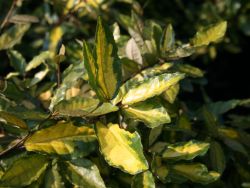 Buntlaubige Ölweide, 25-30 cm, Elaeagnus pungens 'Maculata', Containerware