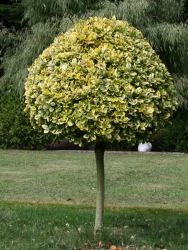 Goldbunte Kriechspindel 'Emerald'n Gold' auf Stamm - Euonymus fortunei 'Emerald'n  Gold' Stamm