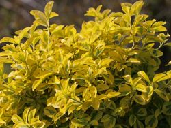 Euonymus fortunei Emerald�n Gold - Gelbbunter Spindelstrauch