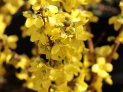 Baumschule Horstmann: Goldglöckchen / Forsythia Minigold, 40-60 cm, Forsythia intermedia Minigold