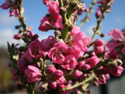 Zwerg-Nektarine, Zwergnektarine - Prunus nuciperisca, Zwergform