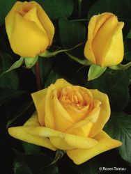Edelrose `Golden Tower` �, Rosa `Golden Tower` �, Containerrosen