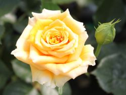 Edelrose `Cappuccino �, Rosa `Cappuccino �, Containerrosen
