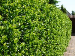 Stechpalme männlich `Blue Prince`  ®, Ilex meserveae `Blue Prince` ®