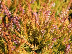 Besenheide / Sommerheide Calluna vulgaris 'Boskoop', 15-20 cm