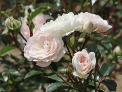 Bodendeckerrose `Sea Foam` (wei�), Rosa `Sea Foam`, Topfballen
