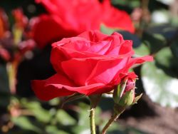Rose Montana hier erh&auml;ltlich Foto Horstmann