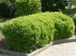 Heckenmyrthe `Maigrün`, Lonicera nitida `Maigrün`