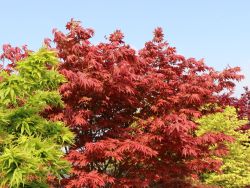 Baumschule Horstmann: Fächer-Ahorn Yugare, 25-30 cm, Acer palmatum Yugare, Containerware