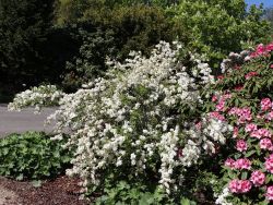Kleine Prunkspiere `The Bride`, 60-80 cm, Exochorda macrantha `The Bride`
