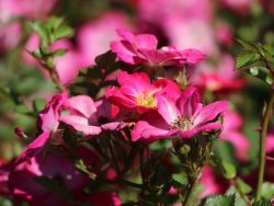Zwergrose / Bodendeckerrose 'Lupo' � - Rosa 'Lupo' �