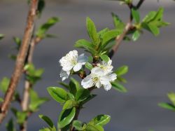 Zwergsauerkirsche Prunus 'Piemont', Stamm 20-30 cm, 50-60 cm, Containerobst