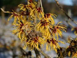 Zaubernuss 'Barmstedt's Gold' - Hamamelis intermedia 'Barmstedt's Gold'