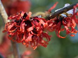 Zaubernuss 'Diane' / rote Zaubernuss - Hamamelis intermedia 'Diane'
