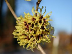 Zaubernuss 'Primavera' - Hamamelis intermedia 'Primavera'
