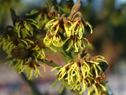 Zaubernuß 'Westerstede', 40-60 cm, Hamamelis intermedia 'Westerstede'