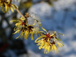 Zaubernuss 'Westerstede' - Hamamelis intermedia 'Westerstede'