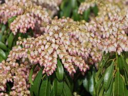 Schattengl�ckchen Valley Rose