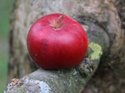 Winterapfel `Kardinal`, `Blutroter Kardinal`, Stamm 40-60 cm, 120-160 cm