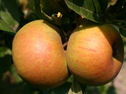 Winterapfel `Zaberg�u Renette`, Stamm 40-60 cm, 120-160 cm, Wurzelware