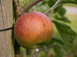 Herbstapfel `Himbeerapfel von Holowaus`, Stamm 40-60 cm, 120-160 cm, Wurzelware