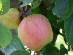 Winterapfel `Hildesheimer Goldrenette`, Stamm 40-60 cm, 120-160 cm, Wurzelware