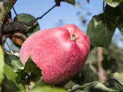 Herbstapfel `Maren Nissen`, Stamm 40-60 cm, 120-160 cm, Malus `Maren Nissen`