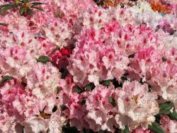 Rhododendron 'Ballk�nigin' - Rhododendron yakushimanum 'Ballk�nigin'